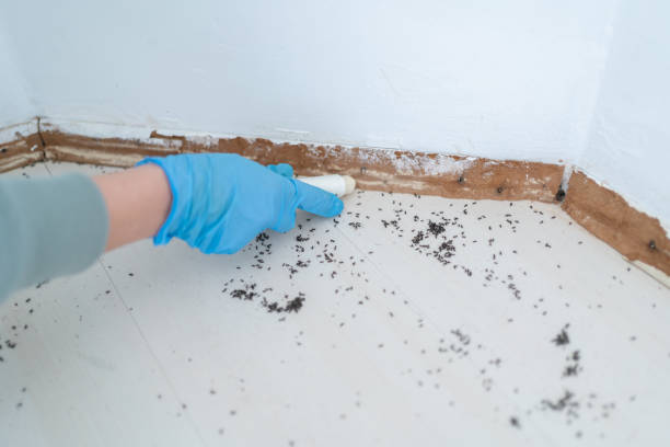 Best Wasp Removal Services  in Hargill, TX