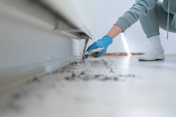 Best Bed Bug Extermination  in Hargill, TX